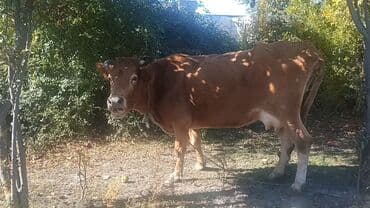 cins inekler: Balasız satılır boğaz deyil — 4