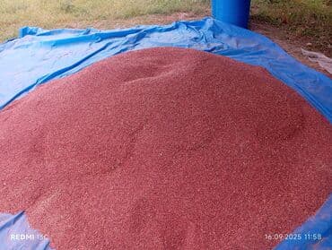 atena kere yagi qiymeti: Salam Vimnen cixma maldi istiyen olsa elaqe saxlasin 30 Ton — 1