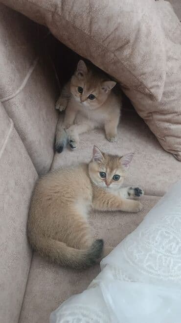 chappi it yemi: Britan, Dişi, Yaxşı əllərə, Ünvandan götürmə, Ödənişli çatdırılma — 3