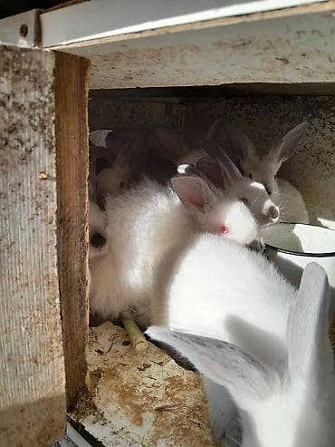 cin bildircin: KALIFORNIYA SORTU Ağ rəngli, boz-qumral qulaq və burun ucları ilə — 4