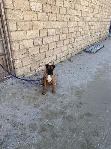 alman afçarka iti: Bokser, 4 ay, Dişi, Ödənişli çatdırılma — 3