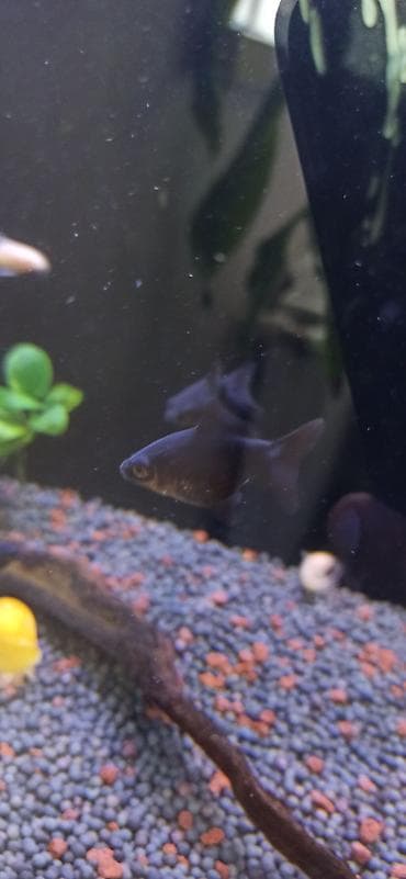 Аквариумы: Akvarel üçün dekorativ akvarium komplekti - Şüşə akvarium: düz ön — 6