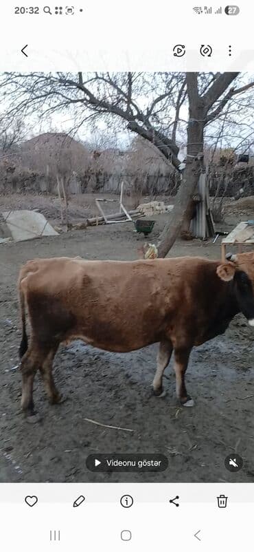 Коровы, быки: Süd inəyi – qəhvəyi rəngli, qısa buynuzlu. Bədən quruluşu iri, döş — 2