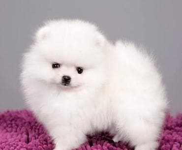 Pekines, 1 ay, Sənədli lalafo.az -da Pekines, 1 ay, Sənədli