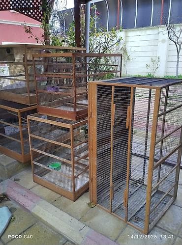 Asia: Клетки — 2