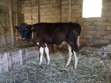 sudluk inekler satışı: Südlük istiqamətli cins heyvan 4 ay yarımnıq danadı sot danadı - Növ — 2