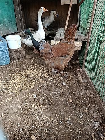 Quşlar: Toyuq, Brama, Damazlıq — 4