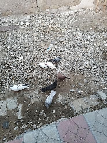 heyvan: Salam 7 eded qusdur satlir son qoymeti iki manat eli qepiyden unvan — 2