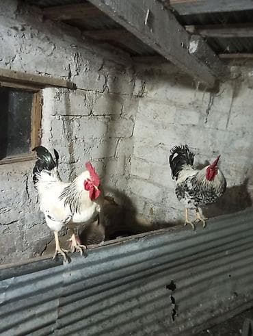 Xoruz, il: 1, Ünvandan götürmə