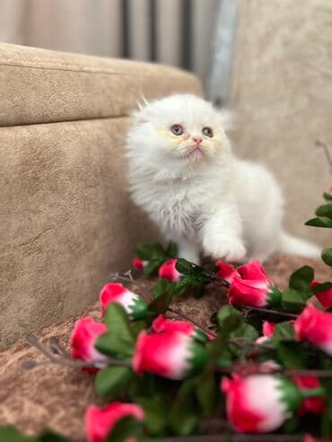 pişik geyimi: Şotland, Erkək, Dişi, Yaxşı əllərə, Ünvandan götürmə, Ödənişli çatdırılma, Rayonlara çatdırılma — 7