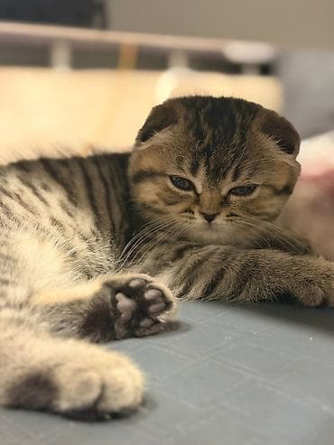 bala: Şotland qıvrım qulaqlı (Scottish Fold) balası - Cins: Scottish Fold - — 1