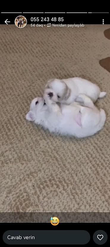 erkey danalar: Pekines, Erkek, Peyvəndli, Ünvandan götürmə — 2