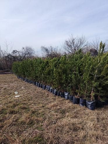 peredok 07 sekilleri: Məhsul: Eldar Şamı (torbada köklü) Təsvir: - Uzun iynəyarpaqlı, sıx — 4