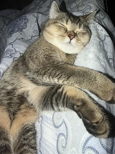 sibir pişiyi: Yaxşı əllərə — 1