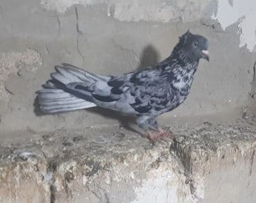 cins ineklerin qiymeti: Salam Əbrəşlərin 1 i maya 2si erkeydi tektek 1tmamatdi 3in — 1