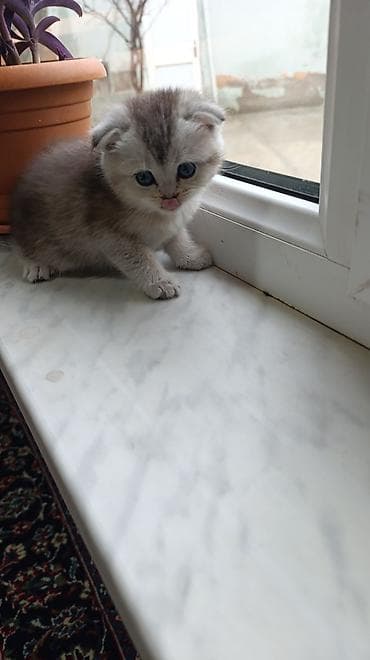 tap az pişik: Şotland yastı qulaq — 5