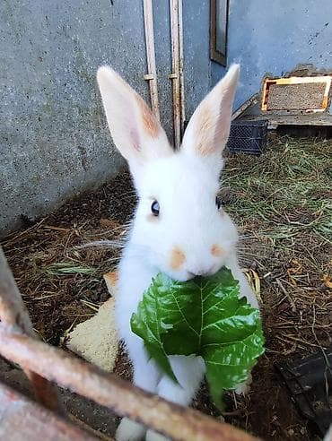 pomeranian spitz satilir: Ağ-sarı, qəhvəyi dekorativ dovşan, ətraflı məlumat üçün zəng və ya — 2