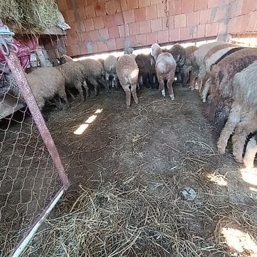 zaqatala heyvan satisi: Salam aleyküm ünvan binə atclk qiymet 215 manatdan 260 manata kimi — 9