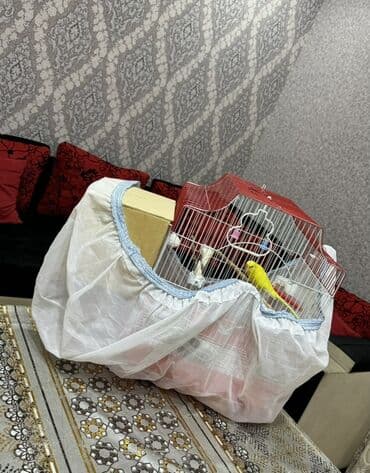 taxta qəfəs: Quşlar üçün nəzərdə tutulmuş qırmızı rəngli qəfəs. Qəfəsin içərisində — 1