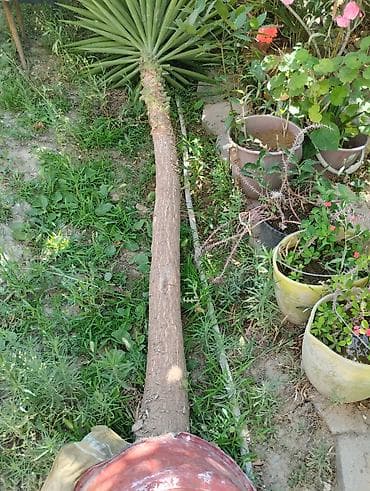 kala bitkisi: Satılır: Palma şəkilli yucca ağacı Təcili aparılması vacibdir. iki — 2