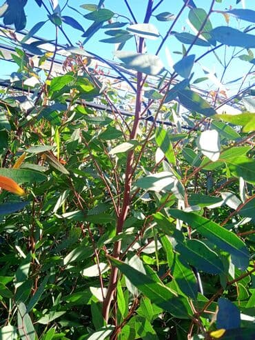 Все для дома и сада: Salam . Türk evkalipt ağacılari satişda var say çoxdur . topdan — 3