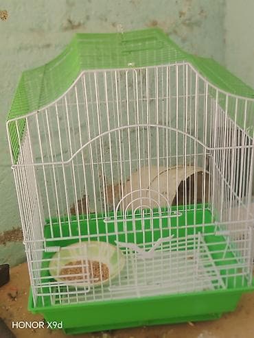 maine coon pişik: Məhsul: Dalmatin və sarı-yaşıl tonlarda dalğalı tutuquşular üçün qəfəs — 2