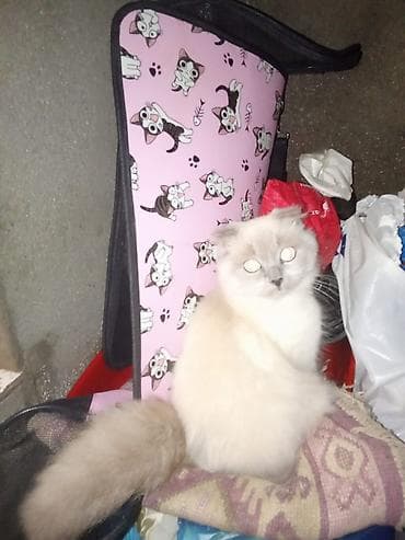 pişik balasi: Şotland yastı qulaq, Erkək — 4