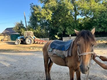 bmw 3 серия 330xi at: Erkək, il: 6 — 2