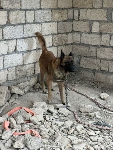 купить собаку малинуа: Belçika çoban iti, 2 il, Erkek, Peyvəndli — 7