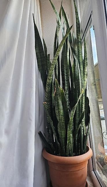 Peyğəmbər qılıncı gülü. Müsbət auralı, ruzi-bərəkət bitgisidir