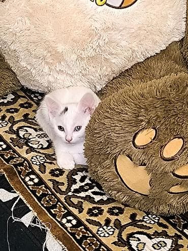 balaca pisikler: Van, Dişi, Yaxşı əllərə, Ünvandan götürmə — 6