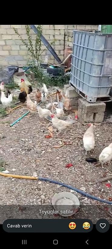 Toyuq, Yumurtalıq, Ödənişli çatdırılma lalafo.az -da Toyuq, Yumurtalıq, Ödənişli çatdırılma