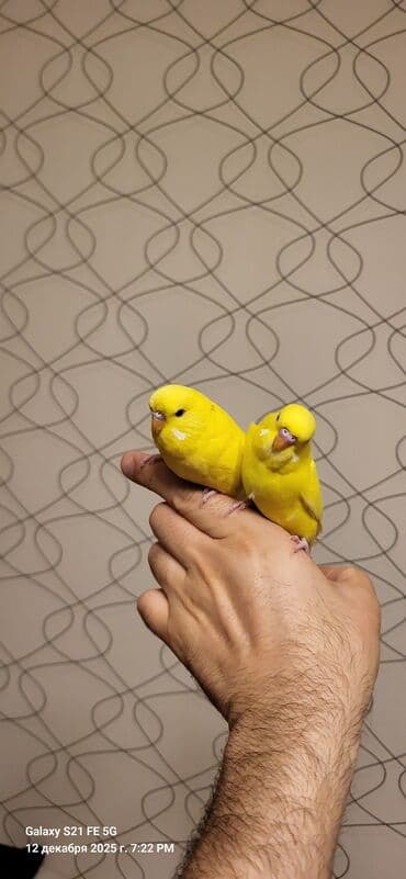 bengal pişiyi qiymeti: Tam sarıdırlar, bir ay yarımlıqdırlar. Ələ öyrəşdirmişəm. Ataları — 9