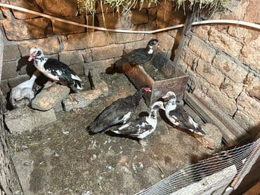 pekines bala: Muscovy (hind) ördəkləri – qarışıq rənglərdə sürü - Növlər — 5