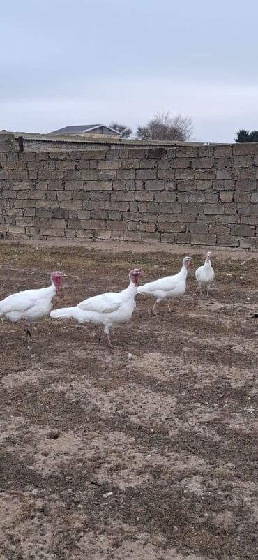 Kanada hinduskalari satlir 2 cutu 1 cutu 150azn nardaran kendidedi