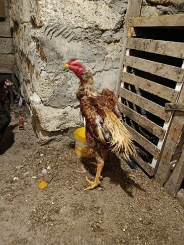 Бараны, овцы: Петух, Heyrati, лет: 1, Платная доставка — 9