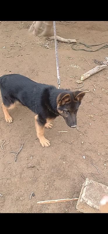 lalafo ev heyvanlari: Alman çoban iti, 5 ay, Erkek, Peyvəndli, Ünvandan götürmə — 4