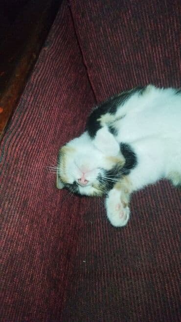 ağ qara pişik: Yaxşı əllərə — 2