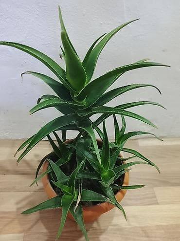 dibçek: Aloe vera (sukulent) – dibçəkdə yetişdirilmiş dekorativ-şəfalı bitki — 2