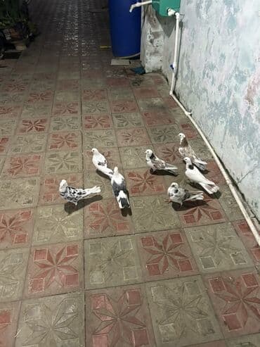 cins ineklerin qiymeti: Hoptavoy 10 manatdan tek ayri qiymetdi — 1