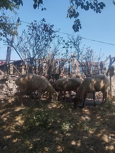 Qoyunlar, qoçlar: Məhsul: Qoyun sürüsü Təsvir: - Şəkillərdə göstərilən xırdabuynuzlu — 2