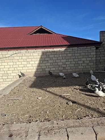 bulbul quşu: Məhsul: Hind toyuqları (Qvineya quşları) – müxtəlif rənglər Təsvir: - — 5