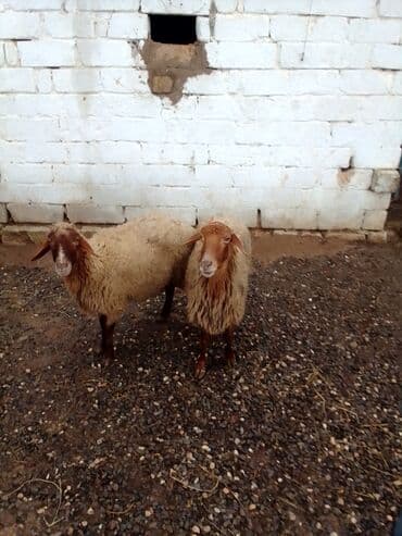 ana bala qoyun: Qiymət cütünə ayıdır real alıcıya endirim olacaq boğaz heyvan di — 2