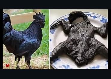 xoruzdar: Xoruz, Indonesiya, il: 1 — 1