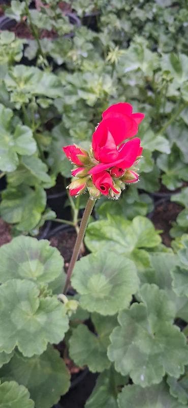 ad gunu ucun gul sekilleri: Məhsul: Saksıda sardunya (Pelargonium) – müxtəlif rənglərdə [TƏK — 9