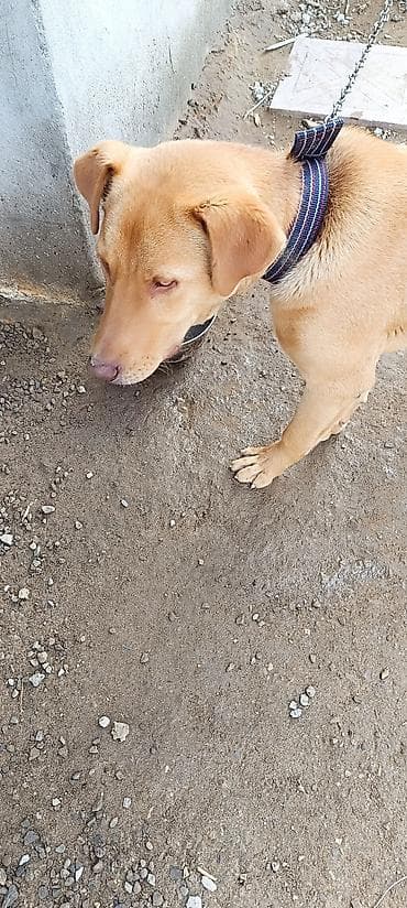 golden retriever satilir: Retriever, 10 ay, Erkek, Peyvəndli, Ünvandan götürmə — 4