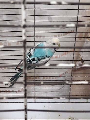 it davasi 2019: Hazır cüt — 2