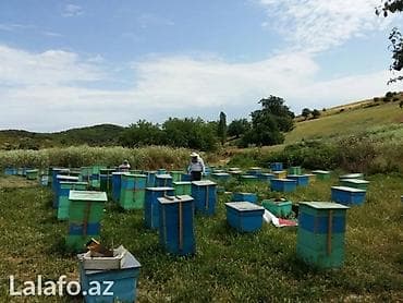 Ari aileleri satilir .hamisi tam saqlam.butun mualiceleri