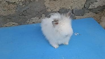 Dovşanlar: Angora tipli dekorativ dovşan - Yumşaq, uzun və ipək kimi ağ tüklü — 1