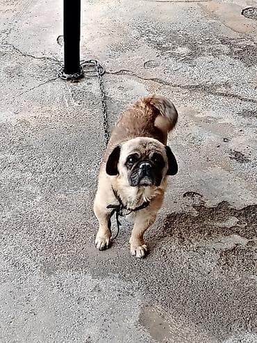 i̇t balası xaski: Pekines, 8 ay, Erkek, Peyvəndli, Ödənişli çatdırılma — 2